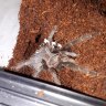 Dundythetarantula