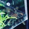 trantula_vixxen_420