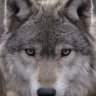 ewolf