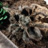 terrestrialtarantulas