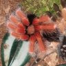 Tarantula Trooper