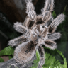 JH tarantulas