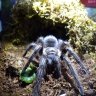 TarantulaSophie