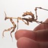 mt_mantids