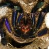 dryinidae1