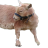 GoatSalv