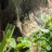 Reptiles