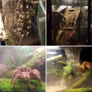 My Tarantulas