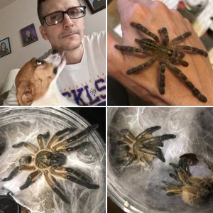 SpiderDads Ts