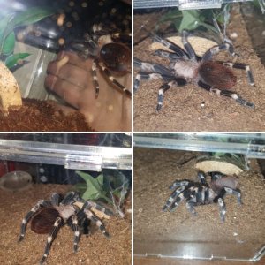 My N. Chromatus - Vivian