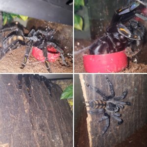 Abbey the P. Irminia