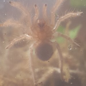 Lylah (G.pulchra)