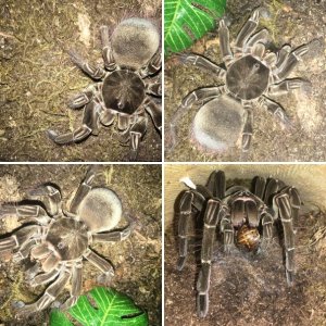 T. Stirmi