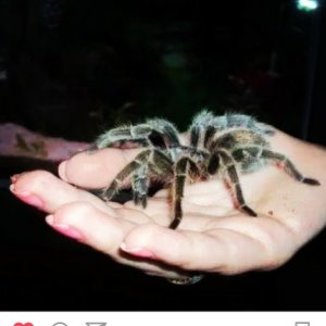 Carly's tarantulas