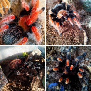 LC72UK Brachypelma