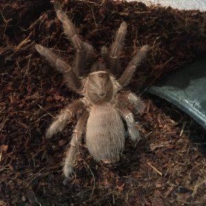 Aphonopelma seemanni