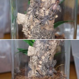 P. regalis colony.