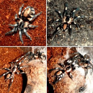 Pairing (Breeding) Cyriocosmus ritae (Peruvian Dwarf Black & White)