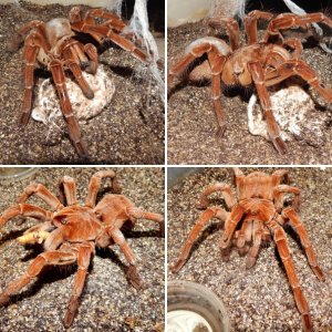 Breeding Group-Theraphosa stirmi (Burgandy Goliath Birdeater )