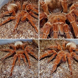 Breeding Group - Theraphosa blondi (Goliath Birdeater)