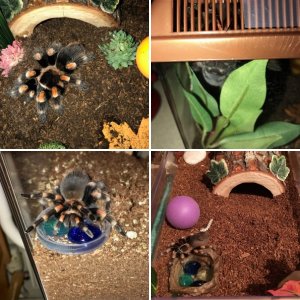 Jasmine ~ My B. Smithi