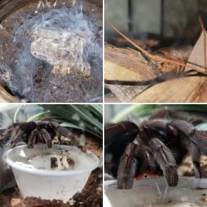 Arachnoclown's feedings