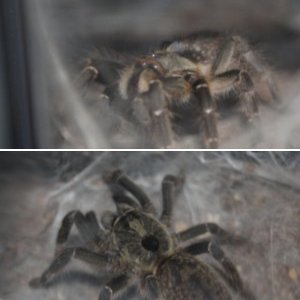 Ceratogyrus darlingi - Nagini