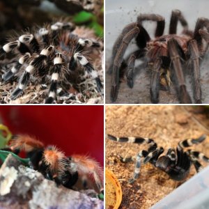 my tarantulas