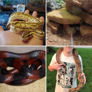 Gotty's reptiles