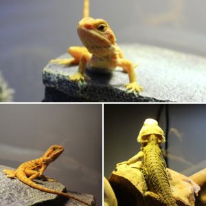 Flash the bearded dragon!