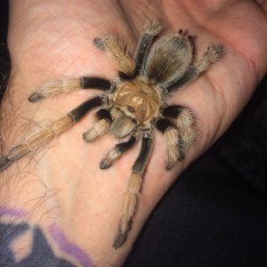 Andy’s Aphonopelma
