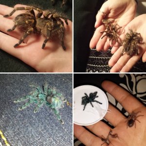 Stacie's Spiderlings
