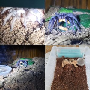 Brachyfan's tarantulas