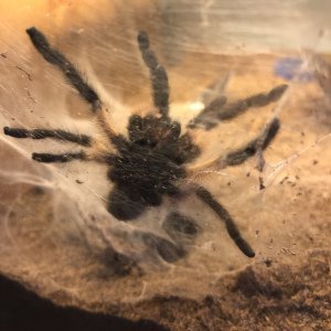 Balfouri Boi’s tarantulas