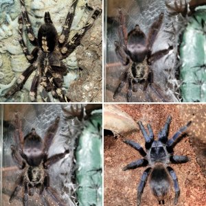 Wolf spider's spooders