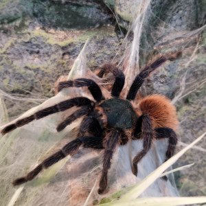 Wolf spider's spooders