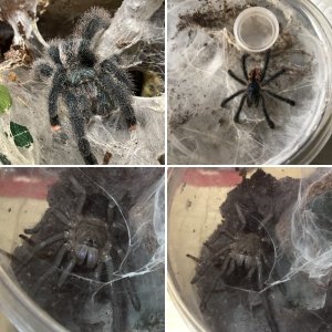 My Tarantulas :)