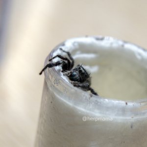 My Salticidae Photos