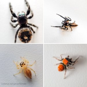 Jumping Spiders