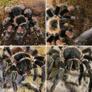 Arachnoclown females