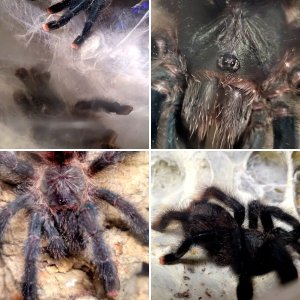 Arachnoclowns Avics