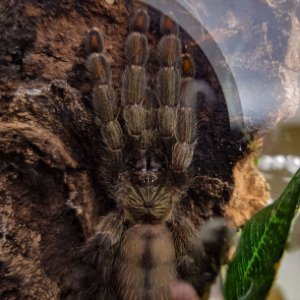 Arboreal Tarantulas