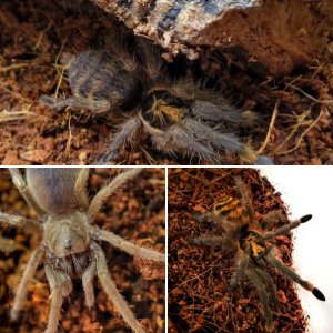 Fossorial Tarantulas