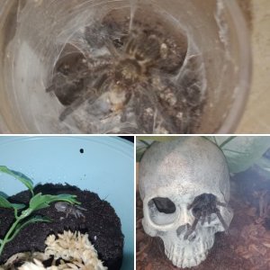 Tarantulas