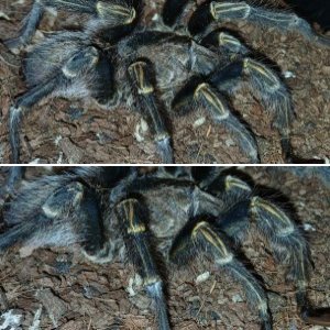 G. Pulchripes (Chaco G. Knee) "Bear"