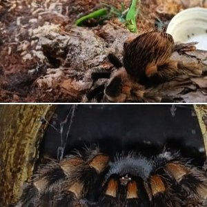 Brachypelma Hamorii