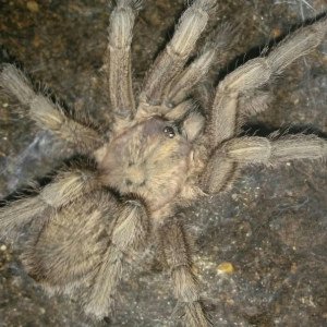 Lebanese/Middle Eastern Tarantulas