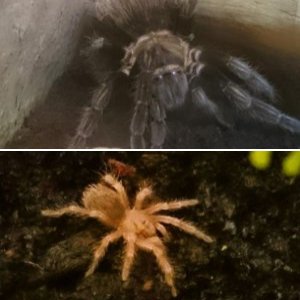 Shaun's Tarantulas!