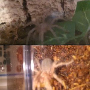 My tarantulas