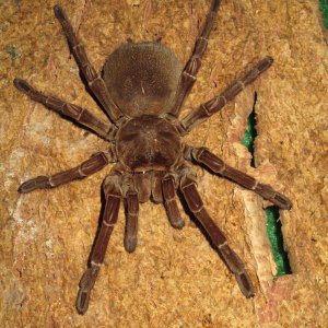 T.Stirmi